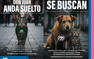 Torrevieja refuerza la identificación animal para luchar contra el abandono de mascotas