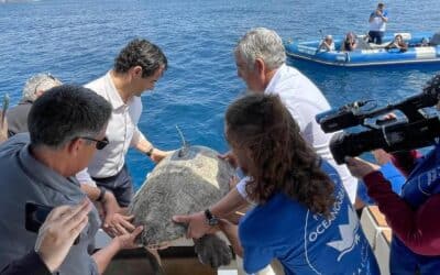 Nuca vuelve al mar: la tortuga rescatada en Torrevieja se reintegra tras su recuperación