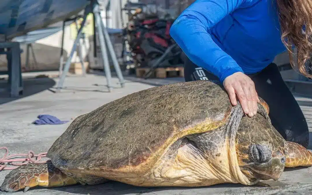 Rescatan a una tortuga atrapada en el puerto de Torrevieja y la ingresan en el Centro de Recuperación del Oceanogràfic