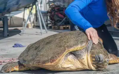 Rescatan a una tortuga atrapada en el puerto de Torrevieja y la ingresan en el Centro de Recuperación del Oceanogràfic