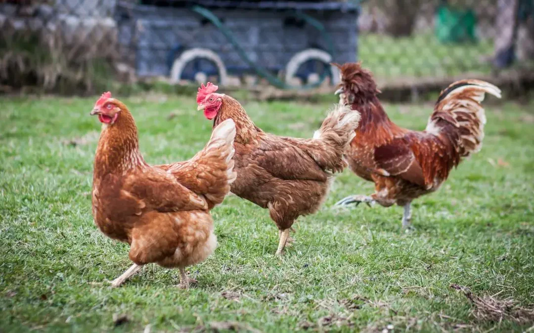 Torrevieja frena la invasión de gallinas: 700 aves serán retiradas de parques y rotondas