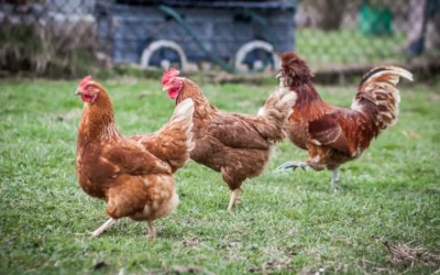 Torrevieja frena la invasión de gallinas: 700 aves serán retiradas de parques y rotondas